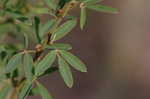 Slender lespedeza